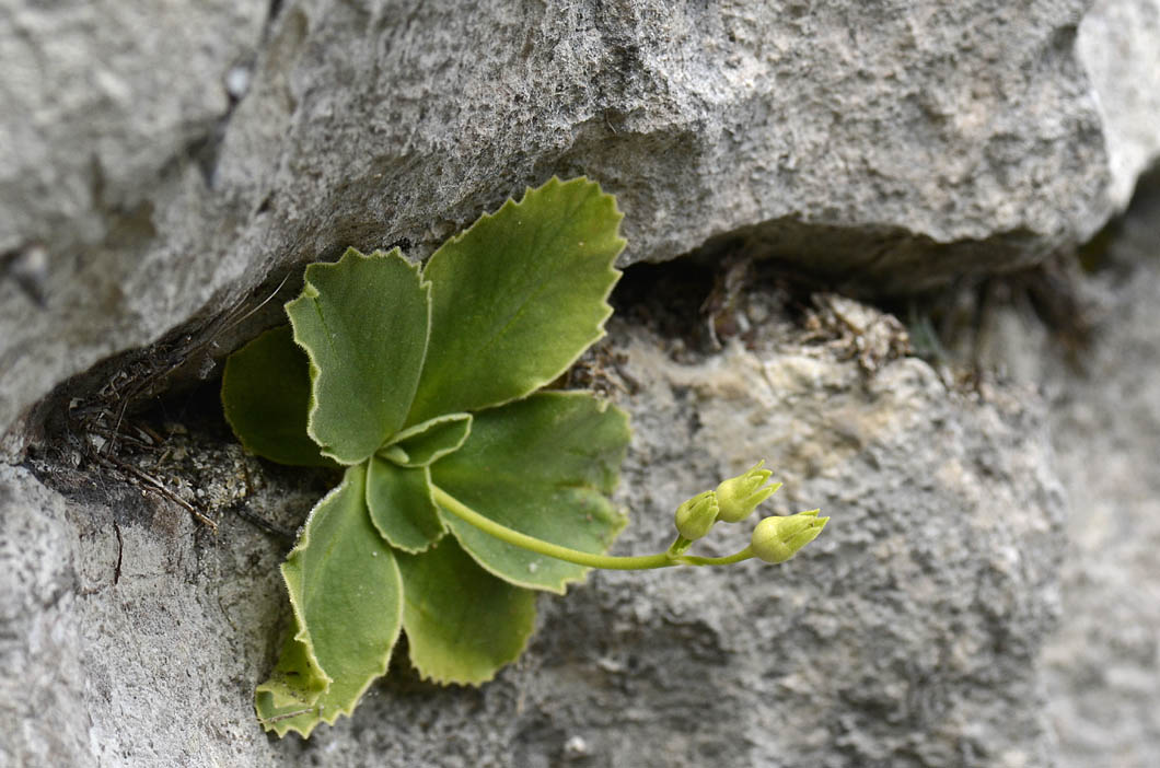 Primula auricula